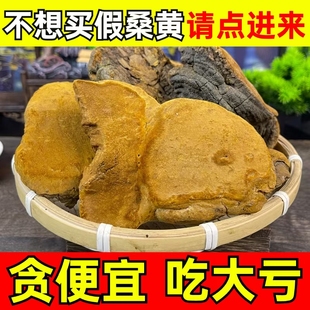桑黄正宗野生树桑黄中药材正品非灵芝粉泡茶水干货片的功效与作用