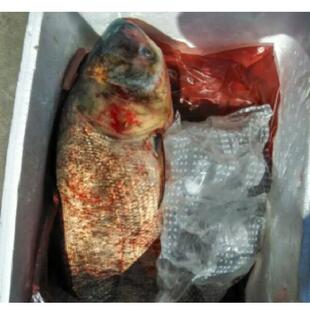 镜泊湖新鲜胖头鱼鲜活冷鲜淡水厂家直销98一条4-5斤包邮真空包装