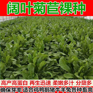 进口多年生牧草种子耐寒阔叶菊苣四倍体黑麦草养殖牛羊鱼猪鸡鸭鹅