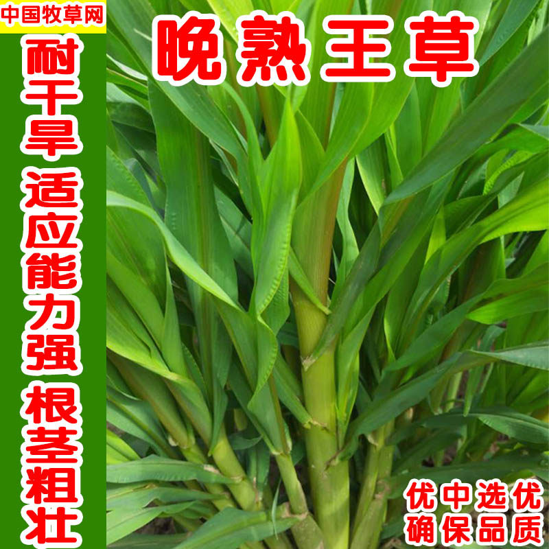 牧草种子晚熟进口杂交王草牛羊鱼鹅猪养殖的牧草品种生长快产量高