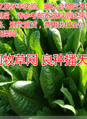 高蛋白牧草阔叶菊苣种子大叶菜型周全农业之品牌防假冒养牛羊鸡猪