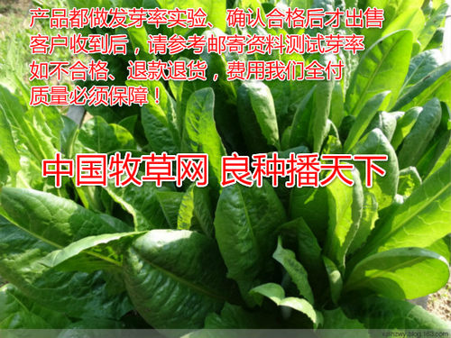 高蛋白牧草阔叶菊苣种子大叶菜型周全农业之品牌防假冒养牛羊鸡猪