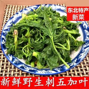 黑龙江特产刺五加东北野生刺五加叶山野菜食用嫩五加叶焯水蘸酱菜