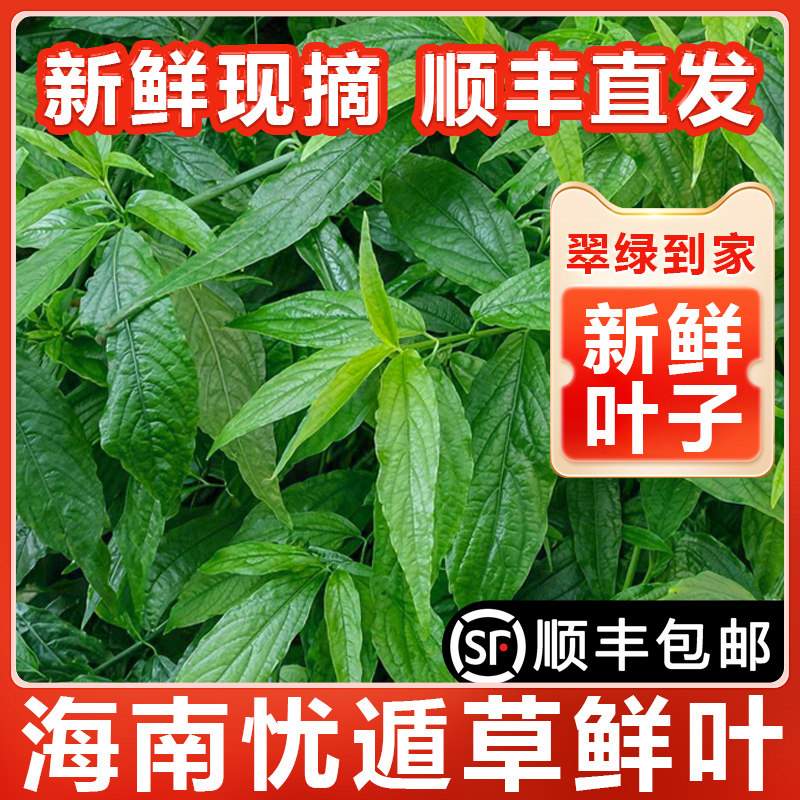 海南五指山黎王草忧遁草小尖叶鲜叶 优盾优顿草鳄嘴花茶 500g包邮