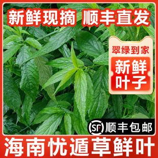 包邮 500g 优盾优顿草鳄嘴花茶 海南五指山黎王草忧遁草小尖叶鲜叶