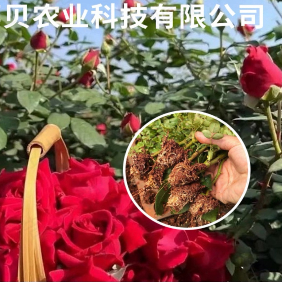 云南可食用玫瑰花苗易活植物金边墨红滇红大马士革盆栽庭院种植