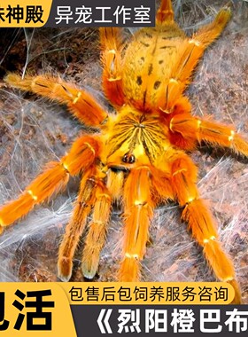 非洲橙巴布蜘蛛c8蜘蛛活体宠物蜘蛛烈阳巴布蜘蛛地栖类凶猛型蜘蛛