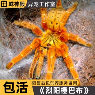 非洲橙巴布蜘蛛c8蜘蛛活体宠物蜘蛛烈阳巴布蜘蛛地栖类凶猛型蜘蛛