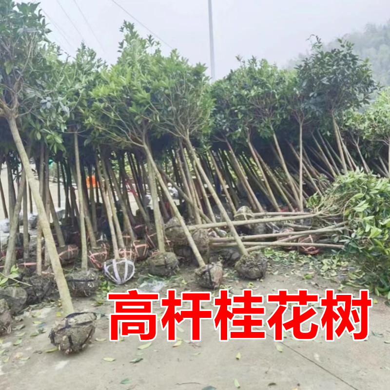 高杆桂花树苗大树4-8公分八月金桂丹桂状元红浓香型庭院大型绿植