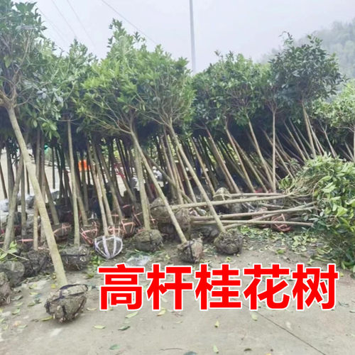 庭院大型绿植秋季桂花树苗