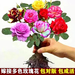 多色玫瑰花老桩老根浓香花卉好养耐活室内阳台蔷薇月季大花耐寒
