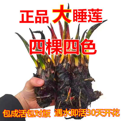 睡莲水培植物四季水养荷花水莲花盆栽花卉水池塘大睡莲根块带芽苞