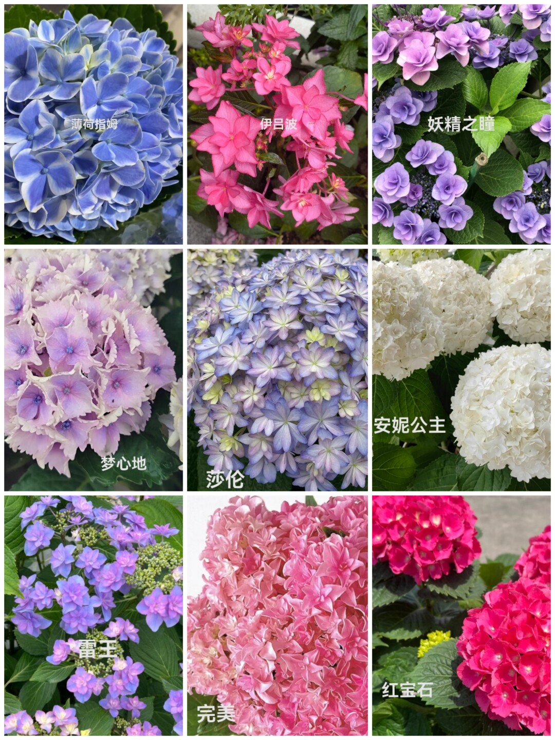 进口大花绣球2加仑大苗合集 薄荷指姆芳醇大花绣球阳台庭院盆栽苗
