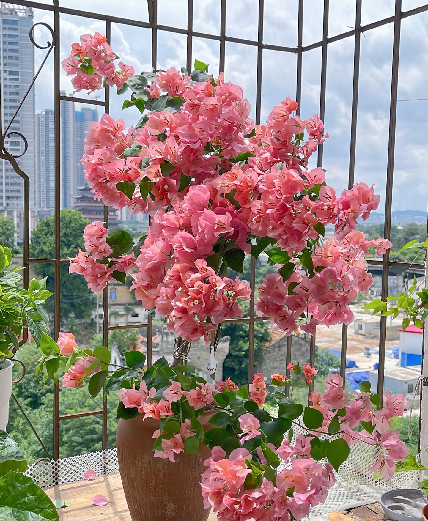 不甜西瓜三角梅盆栽勤花老桩室内外爬藤植物红梅花卉四季开花好养