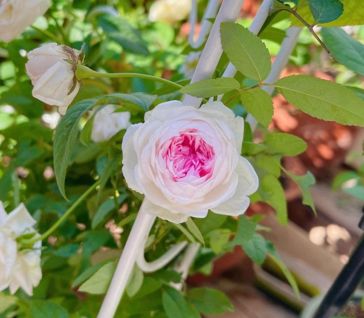 古老月季 玉玲珑粉妆楼 四季开花浓香大花庭院阳台花卉盆栽