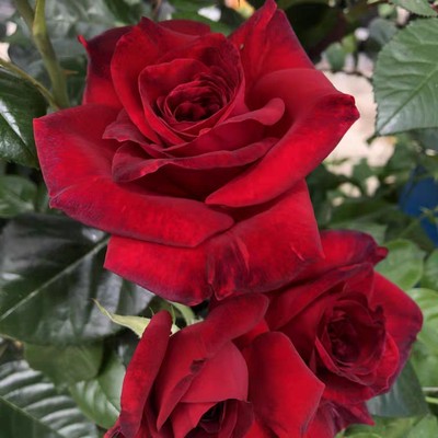 玫瑰先生植株矮小法国月季
