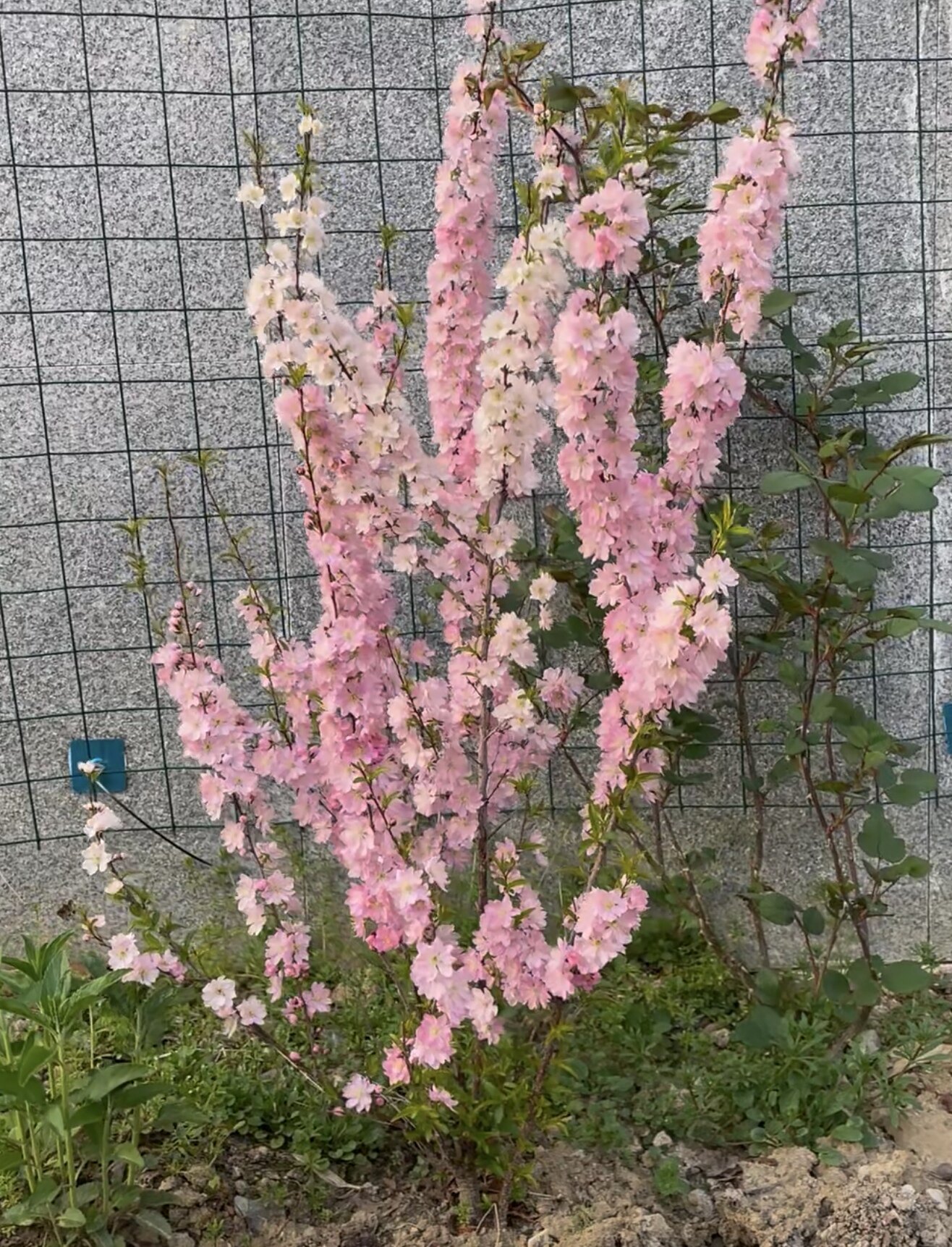 耐寒耐热多年生粉花郁李郁叶梅麦李灌木花卉阳台盆栽庭院别墅植物