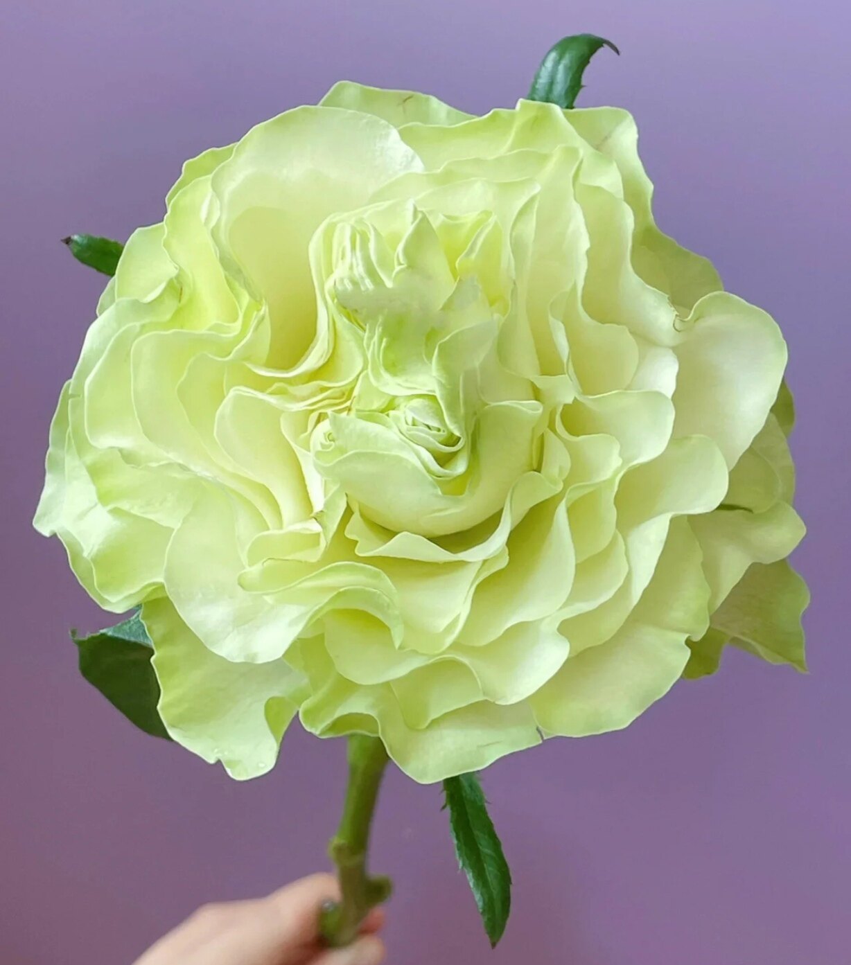 新品种切花玫瑰 小乔 奶绿色小卷边耐开花瓣厚实阳台盆栽花卉