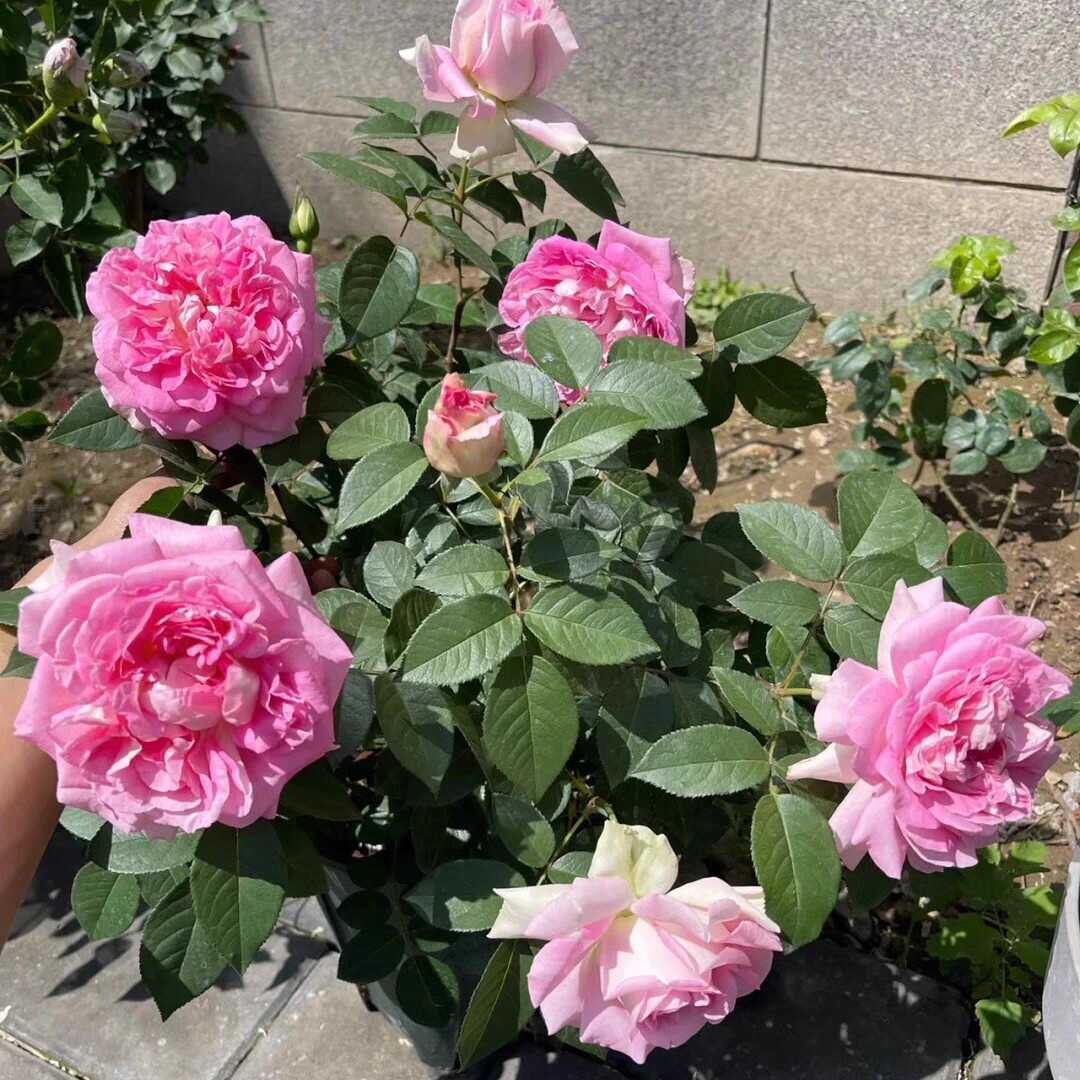 新品婆罗洲之香月季 矮壮适合阳台 浓香抗病勤花大花非常抗病花卉
