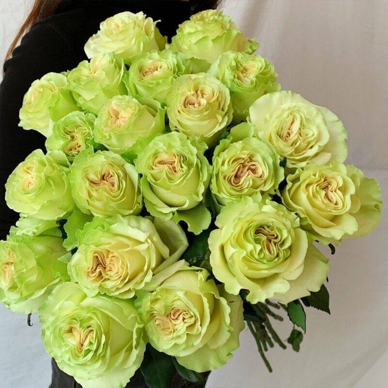 进口切花月季总汇 琉璃翠 影星  可爱粉底 玫瑰抗病四季盆栽花卉