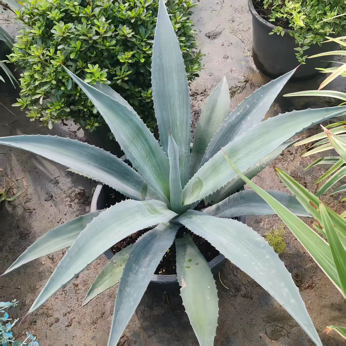 蓝色美洲龙舌兰大苗耐寒耐热植物别墅花园庭院民宿沙生花境植物