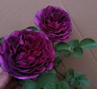 欧月 比利时 密涅瓦月季花灌木深紫色开花浓香丰花阳台庭院盆栽