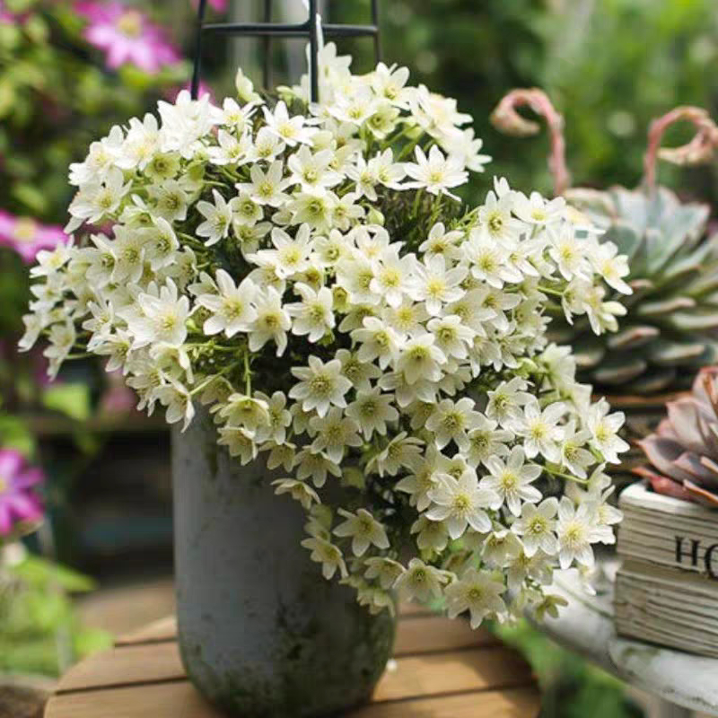 银币雪崩铁线莲花苗爬藤常绿植物盆栽花架窗台阳台攀援可垂吊花卉