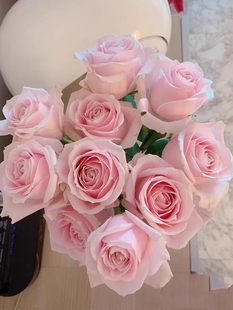 特价切花玫瑰花苗总汇【粉红雪山】包对版四季阳台花卉绿植