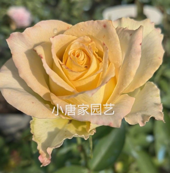 新品乌列天使/神之焰 系列河本纯子月季大花浓香阳台盆栽