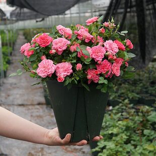 心上人/恋人印记 阳台微型盆栽月季 非常丰花新手易养 阳台党福音