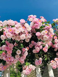 特惠粉木香群舞花苗红白黄木香花爬藤蔷薇花多头开花庭院花园