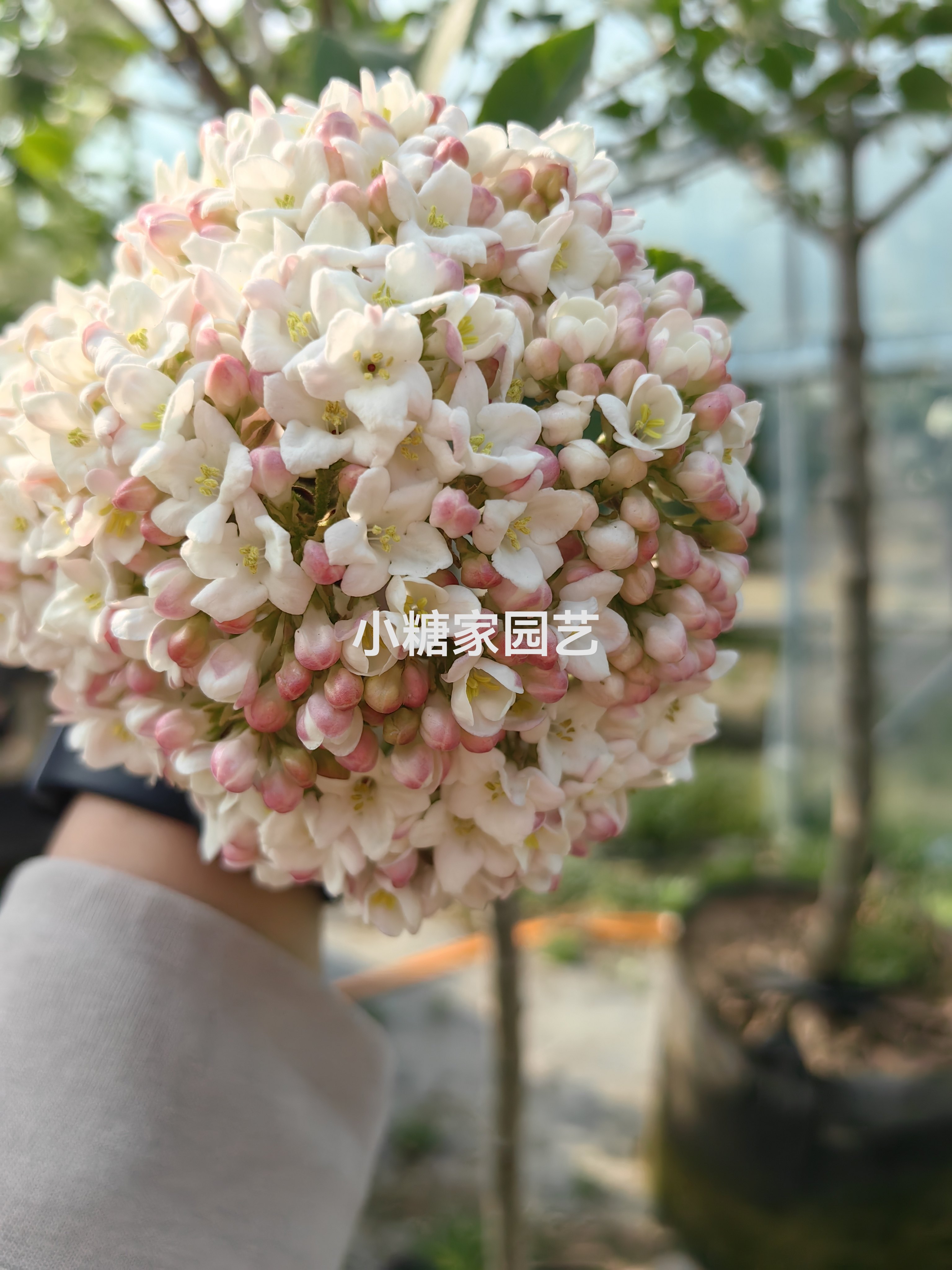 新品种大叶布克木绣球,浓