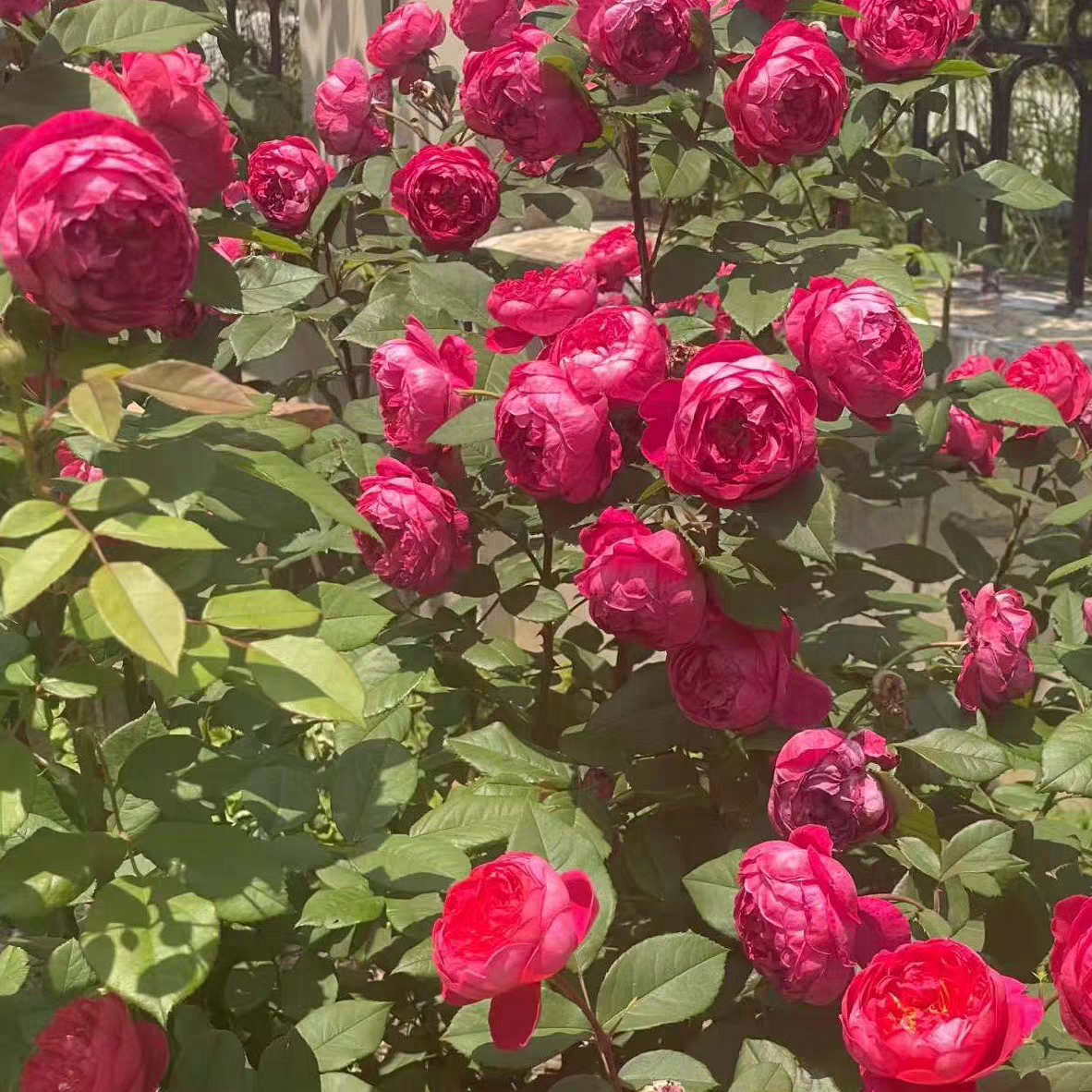 稀有品种英国本杰明月季花苗颜色多变梦幻玫瑰别墅庭院灌木耐寒大