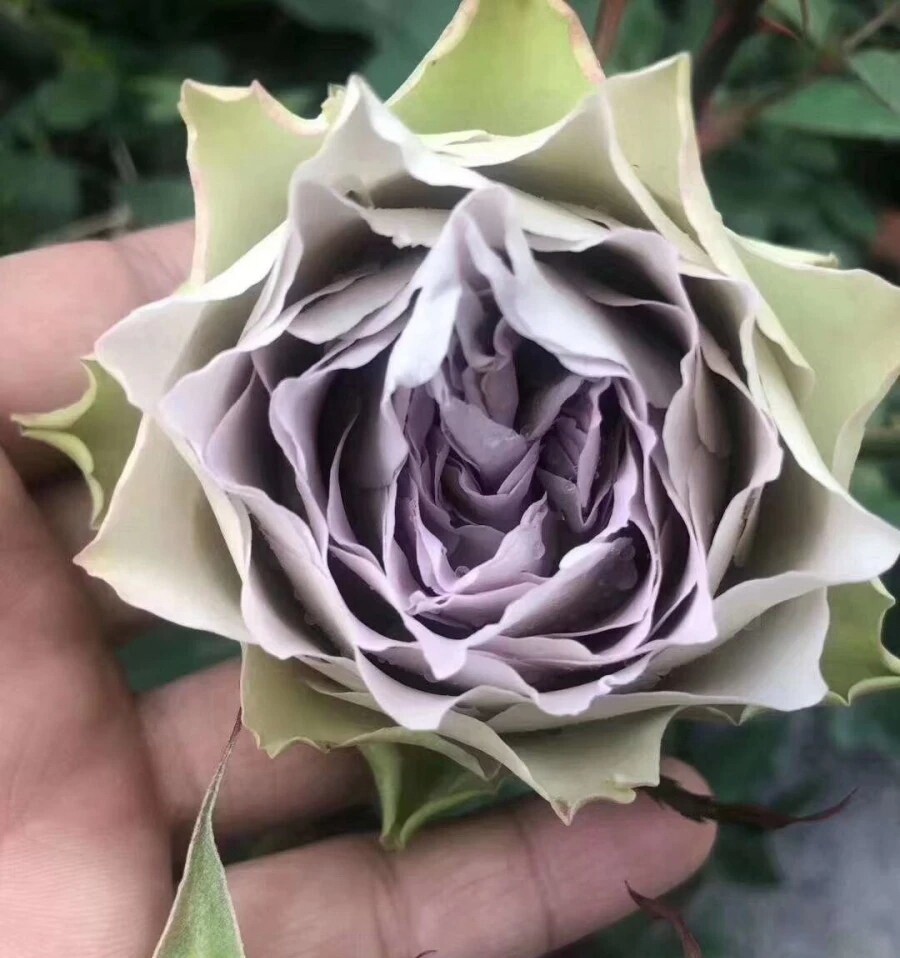 新品青金石面纱月季花苗日月今井清紫色灌木阳台四季开花玫瑰盆栽