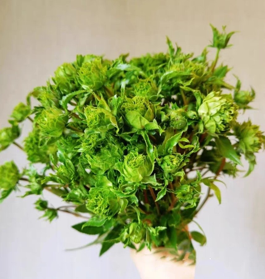 微型月季总汇 结绿珍花苗多季开花绿色植物盆栽阳台庭院花卉绿植