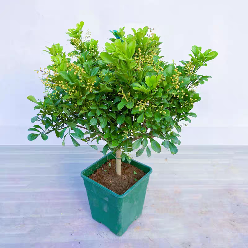 特惠米兰花盆栽花卉植物室内花苗浓香型带花苞净化空气阳台绿植图片