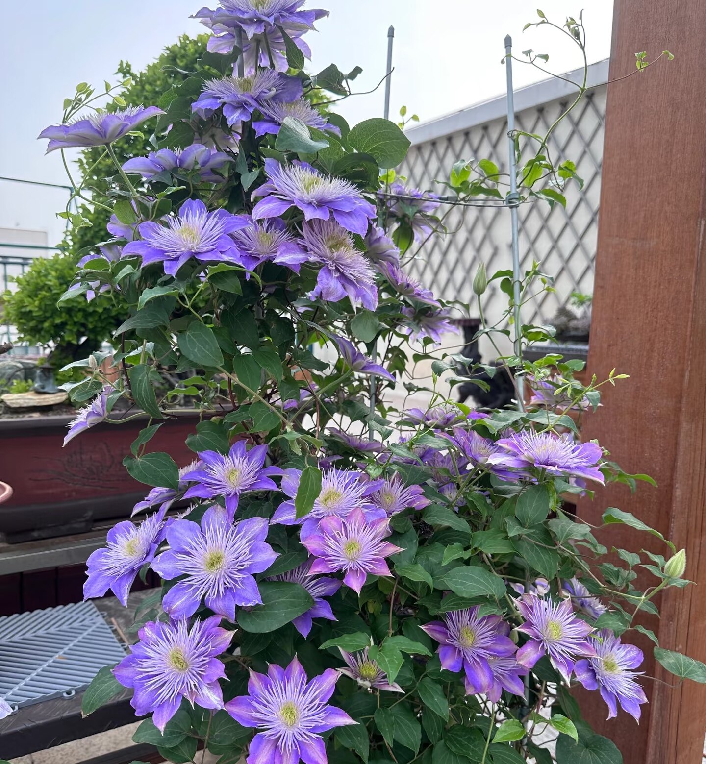 水晶喷泉铁线莲花苗盆栽爬藤花卉绿植物耐热四季开花阳台庭院耐阴