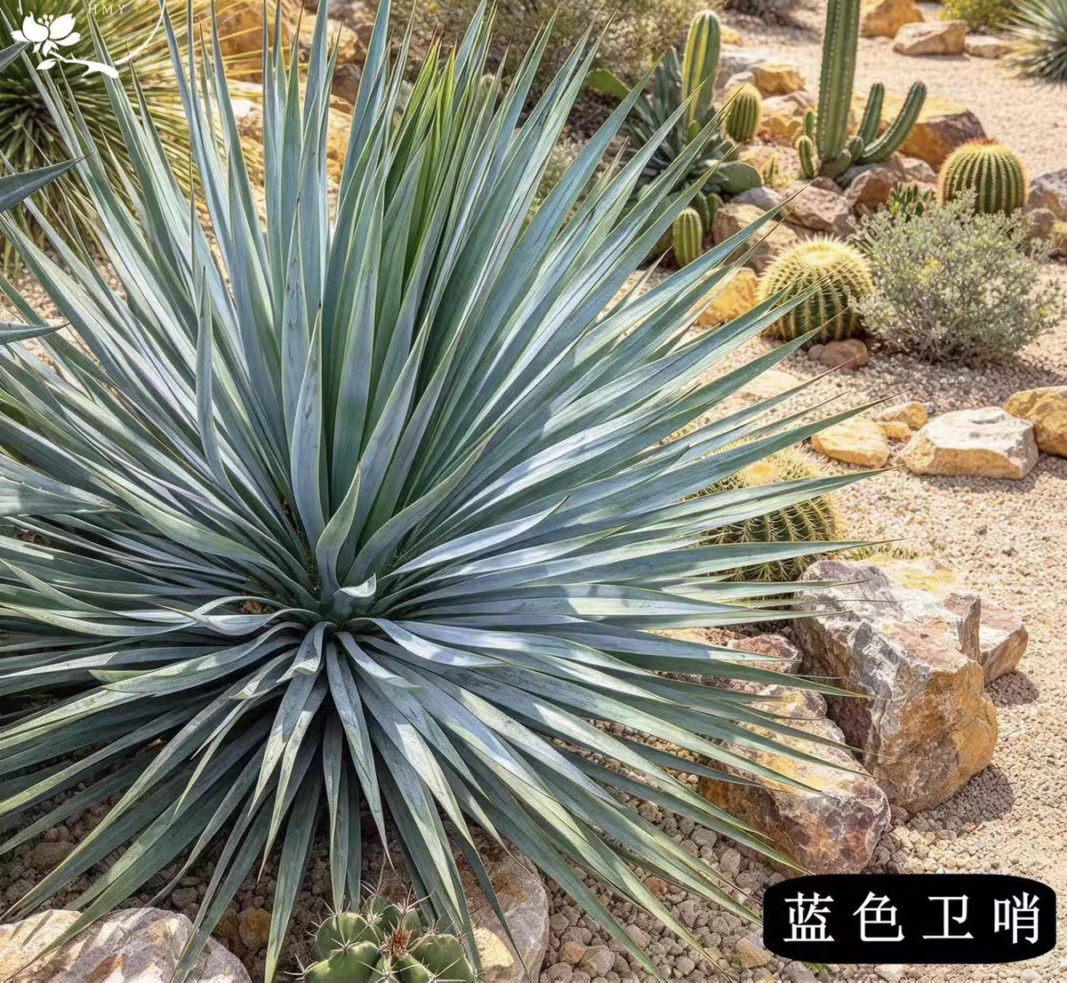 丝兰蓝色卫哨蓝叶花苗盆栽耐寒耐旱耐热常青灌木花园庭院花镜植物