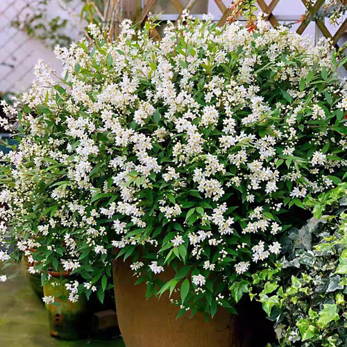 冰生溲疏雪樱花耐寒耐热阳台盆栽花卉重瓣绣线菊黄金喷泉植物好养
