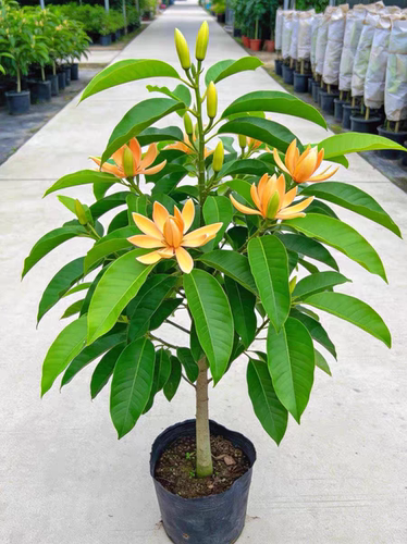 精品浓香花卉黄玉兰花树苗黄角兰室内盆栽多季开花带花苞庭院地栽