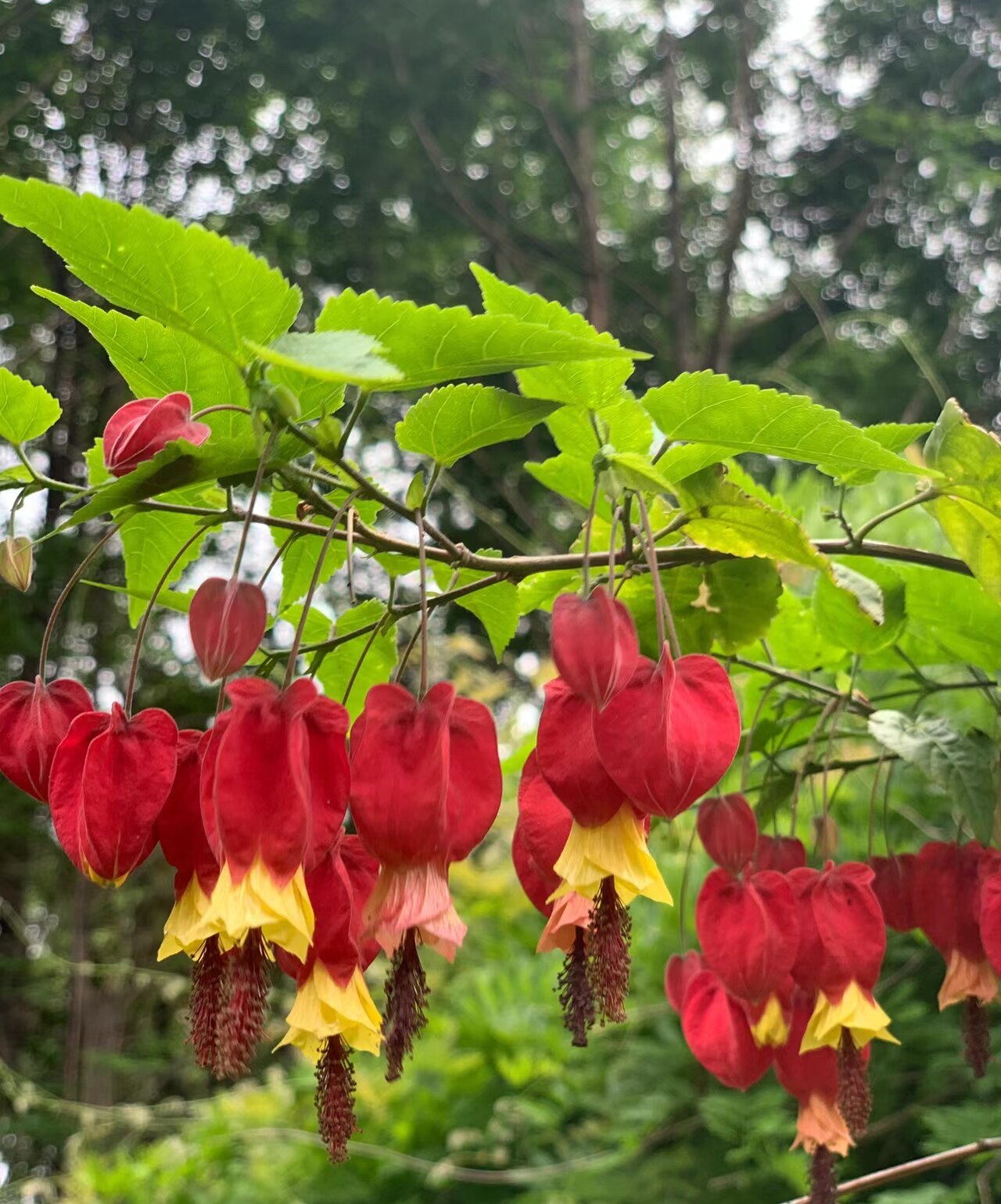 灯笼花爬藤植物庭院蔓性风铃花