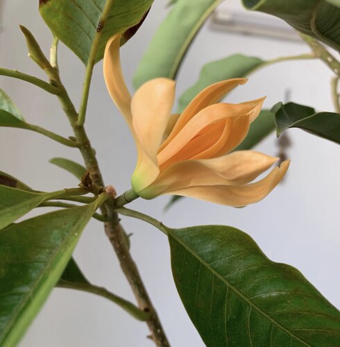 精品浓香花卉黄玉兰花树苗黄角兰室内盆栽多季开花带花苞庭院地栽