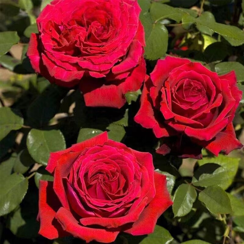 恩钿女士/波特罗 红色大花浓香月季复花快单花花期长阳台盆栽花卉