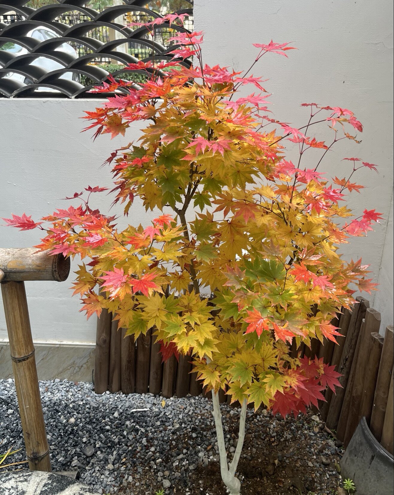 约旦枫树苗盆栽日本红枫阳台庭院黄金枫花镜搭配彩色观叶花卉植物