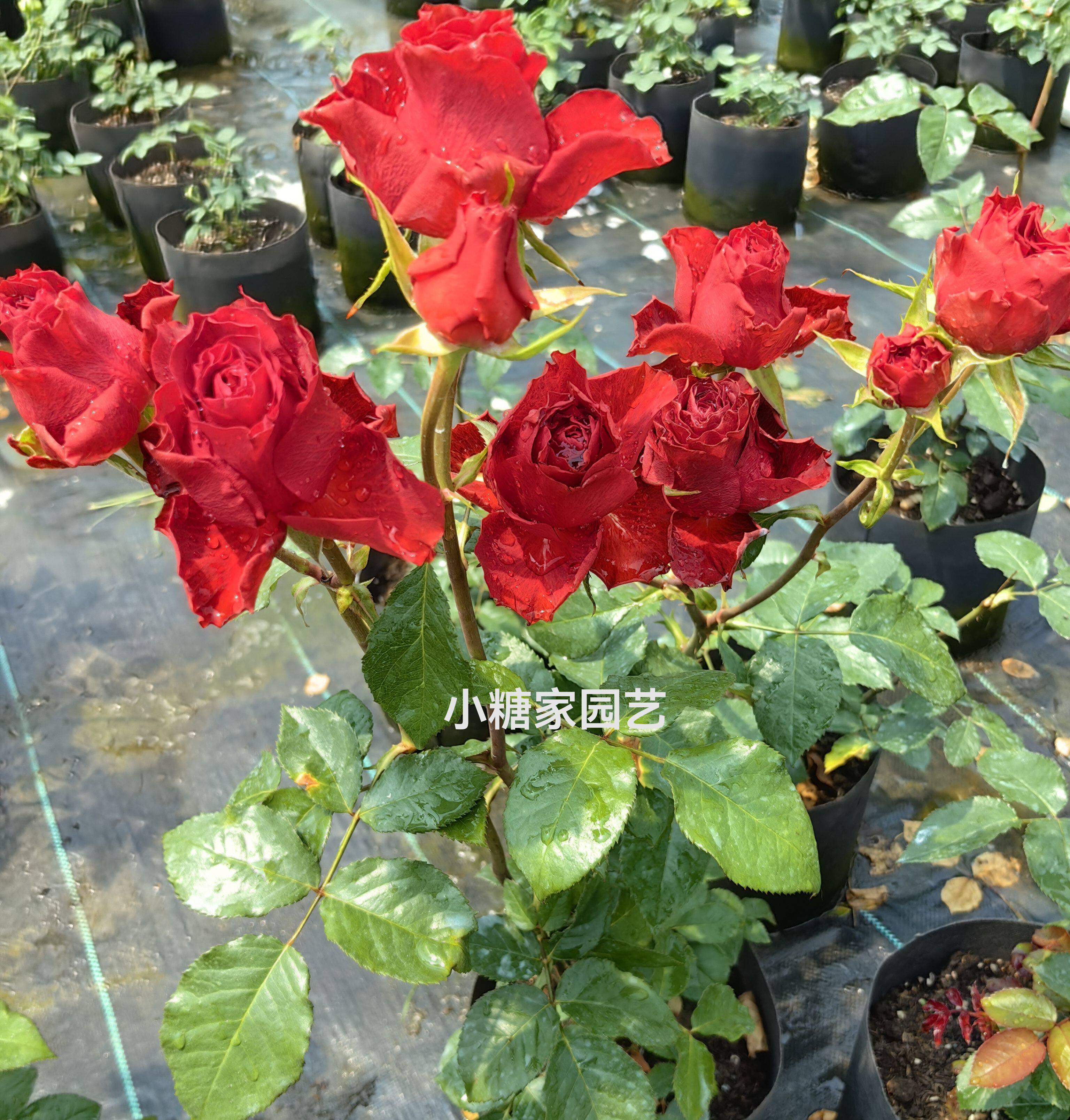 新品切花{可乐}复古色多头高级切花玫瑰庭院阳台盆栽花卉