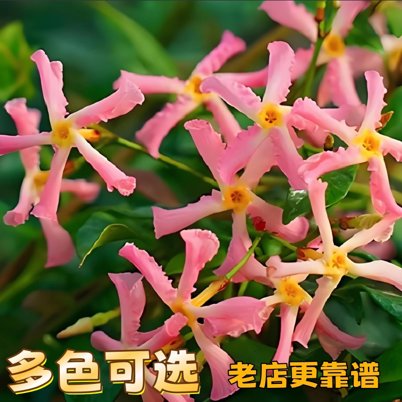 粉色风车茉莉爬藤植物四季常青耐热抗病阳台庭院浓香藤蔓花卉