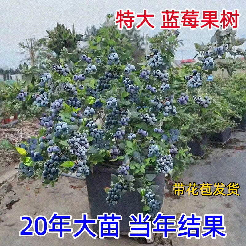 特大号蓝莓树果苗L25兔眼奥尼尔南北方庭院盆栽地栽当年结果耐寒