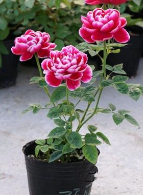 低价欧月灌木总汇 日本玛丽蓝色狂想曲 四季大花绿植盆栽花卉好评