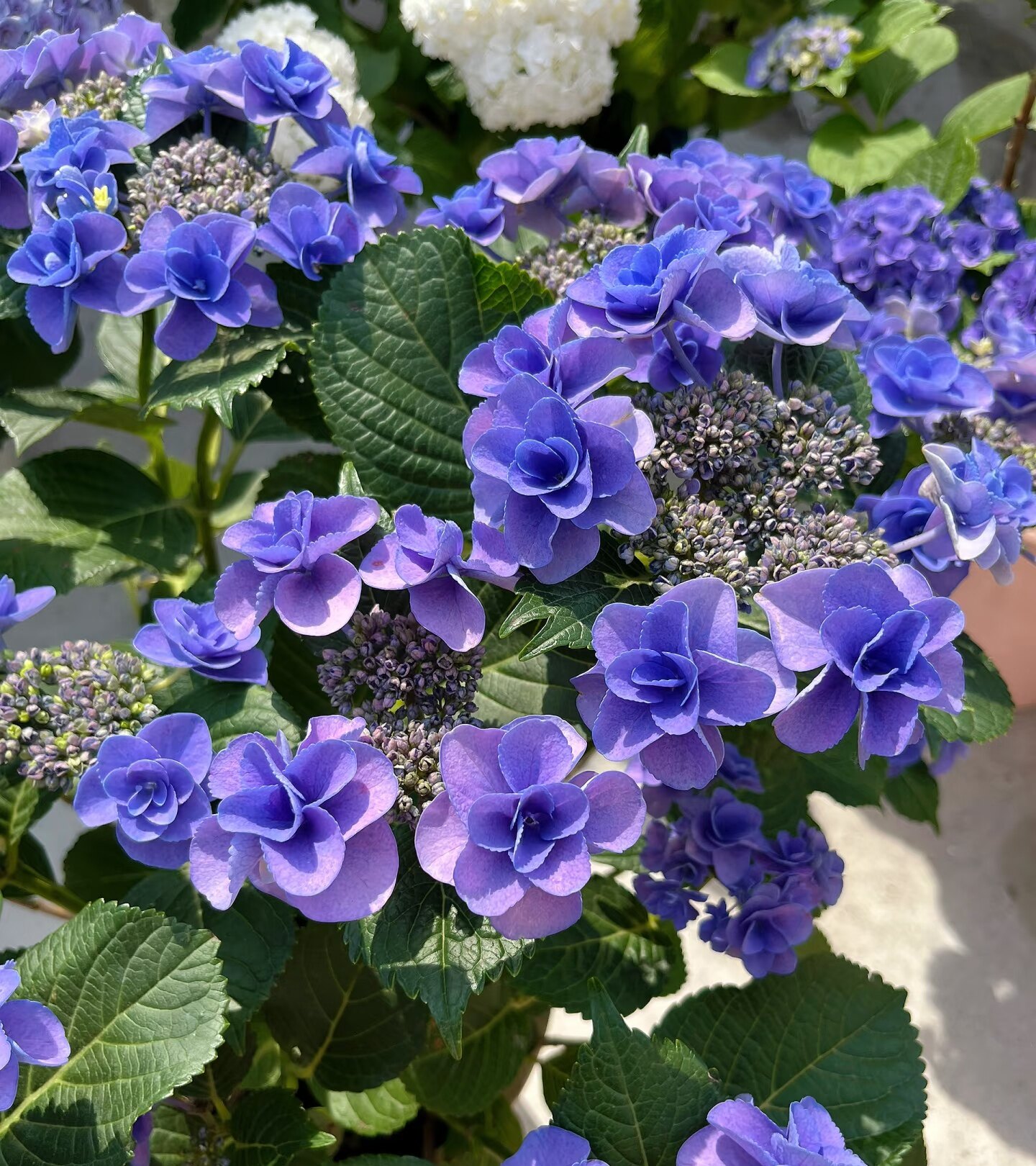 绣球2加仑大苗妖精之瞳花苗植物好养的花开花不断大花易成活