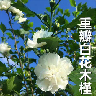 重瓣白色木槿花苗阳台盆栽地栽庭院绿篱围墙水槿花树木槿花白饭花